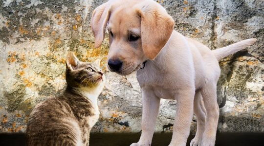 Fatti strani sul mondo animale: 20 curiosità che ti lasceranno a bocca aperta