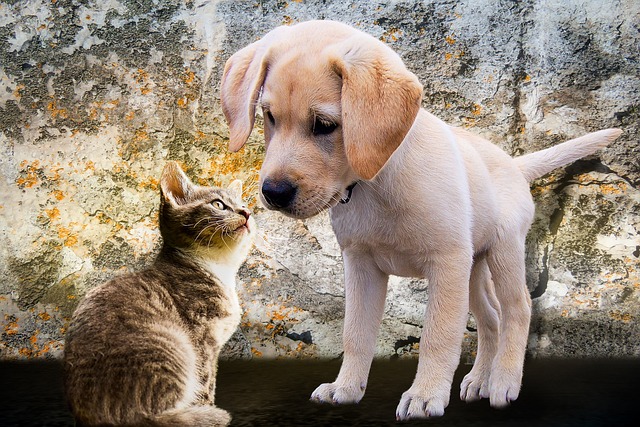 Fatti strani sul mondo animale: 20 curiosità che ti lasceranno a bocca aperta Fatti strani sul mondo animale: 20 curiosità che ti lasceranno a bocca aperta